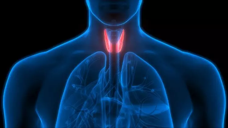 Tiroidite di Hashimoto, tiroide